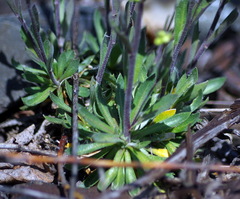 Draba arabisans