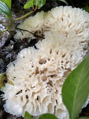 Sparassis spathulata