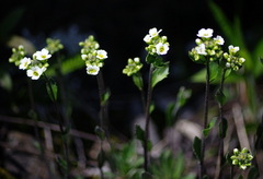 Draba arabisans