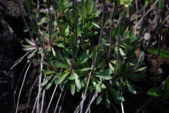 Draba arabisans