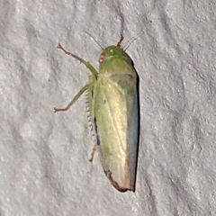 Cicadellidae