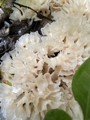 Sparassis spathulata