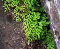 Cryptogramma stelleri