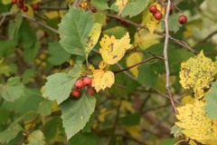 Crataegus sanguinea