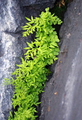 Cryptogramma stelleri