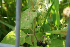 Solanum nigrum