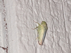 Cicadellidae