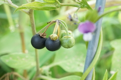 Solanum nigrum