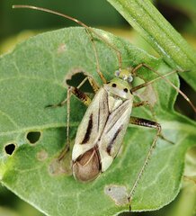 Adelphocoris quadripunctatus