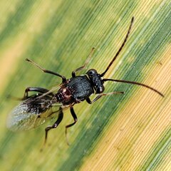 Cynipoidea