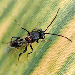 Cynipoidea