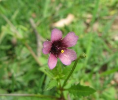 Diascia elongata