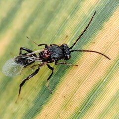 Cynipoidea