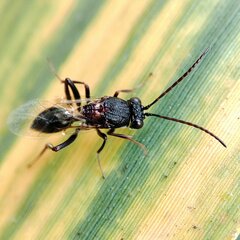 Cynipoidea
