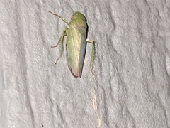 Cicadellidae