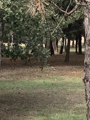 Streptopelia decaocto