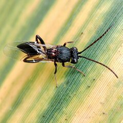 Cynipoidea