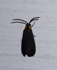 Acoloithus falsarius