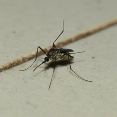 Armigeres subalbatus