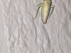 Cicadellidae