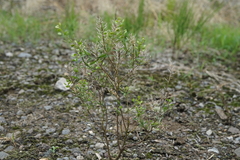 Lepidium