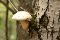 Hypsizygus