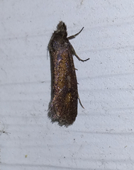 Acrolophus popeanella