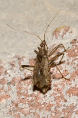 Himacerus apterus