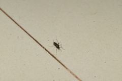 Armigeres subalbatus