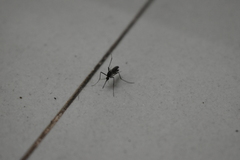 Armigeres subalbatus