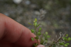 Lepidium