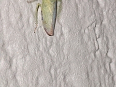 Cicadellidae