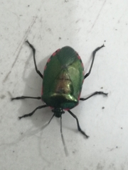 Rhyssocephala