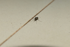 Armigeres subalbatus