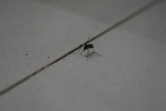 Armigeres subalbatus