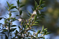 Myoporum petiolatum