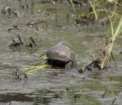 Chrysemys picta marginata