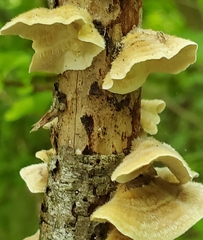 Trametes