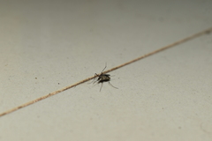 Armigeres subalbatus