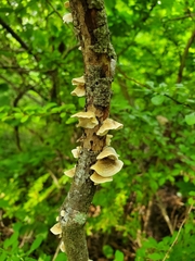 Trametes