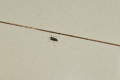 Armigeres subalbatus