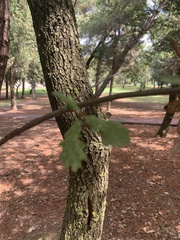 Quercus petraea