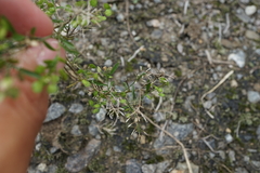 Lepidium