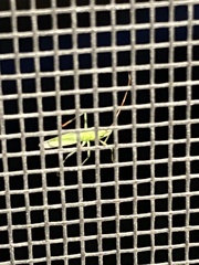 Megaloceroea recticornis