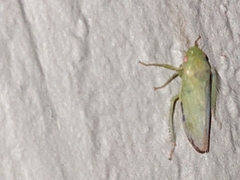 Cicadellidae