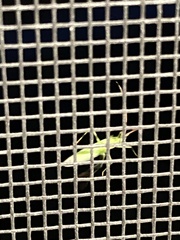 Megaloceroea recticornis