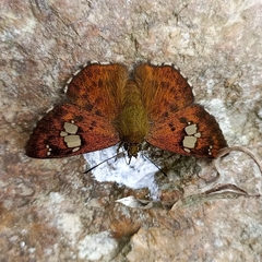 Pseudocoladenia dan