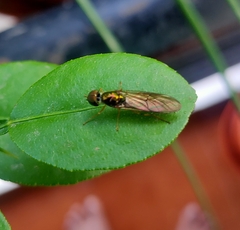 Stratiomyomorpha