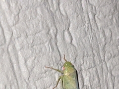 Cicadellidae