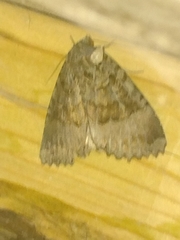 Mormo maura